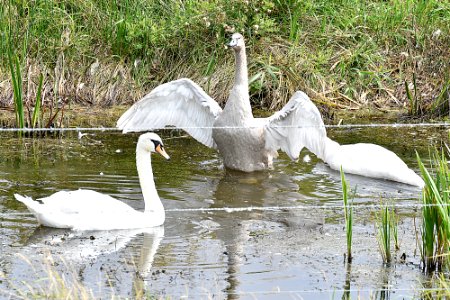 Signet spreading its wings.