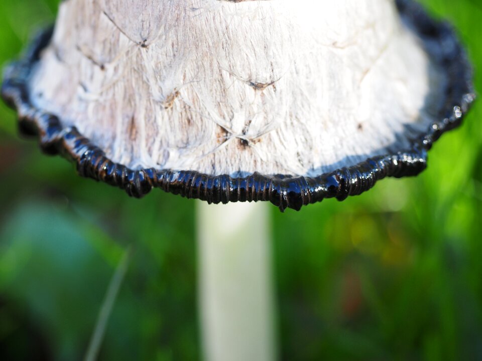 Coprinus comatus asparagus mushroom porcelain comatus