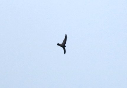 MARIANA SWIFTLET (9-21-2017) aiea loop trail, keaiwa heiau recreation area, honolulu co, hawaii -03