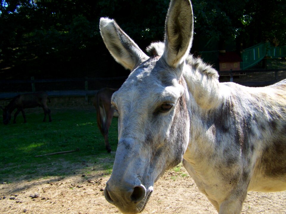 Donkey grayish-white hoofed animals