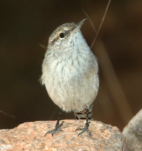 WREN, ROCK (11-8-11) 78 circulo montana, patagonia lake ranch estates, scc, az -02