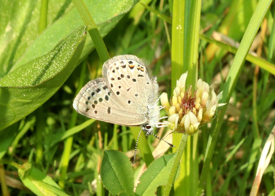 BLUE, GREENISH (Plebejus saepiolus) (6-25-2018) grant co, or -01