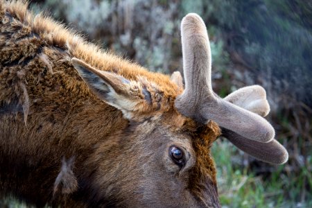 Bull elk growing new set of antlers
