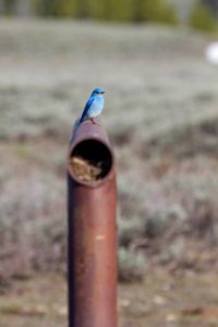 Bluebirds nesting in horse rail