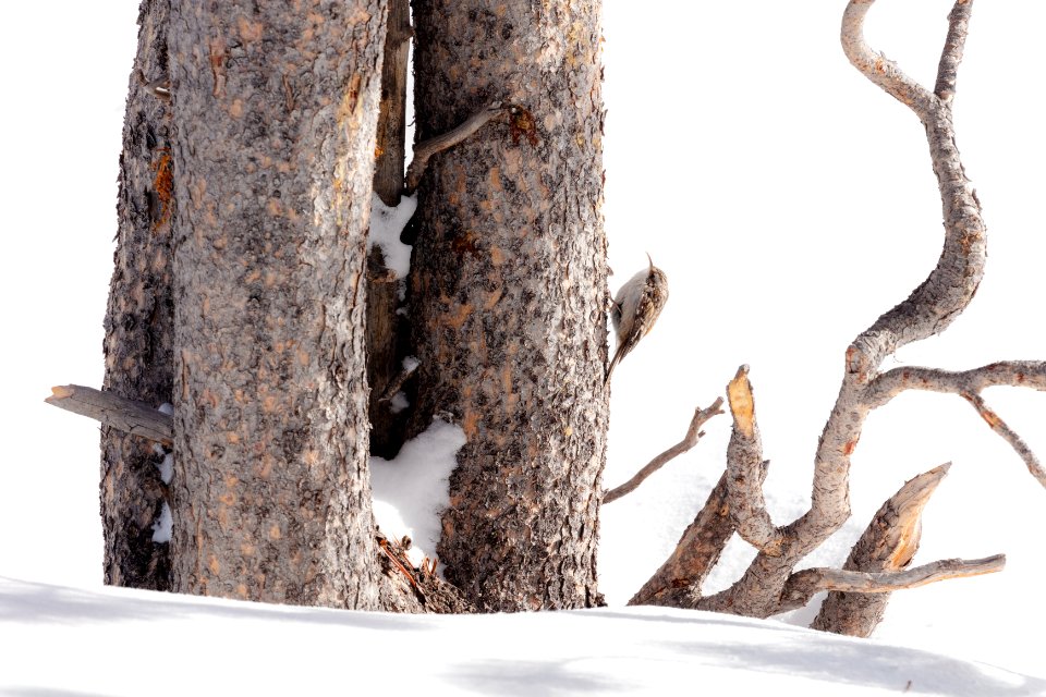 A brown creeper (Certhia americana) searches for food