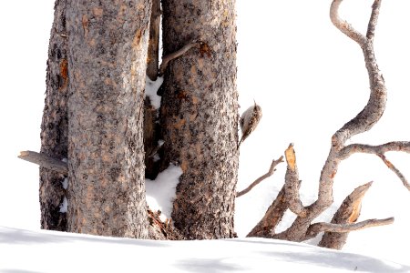 A brown creeper (Certhia americana) searches for food