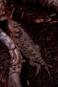 Texas Horned Lizard