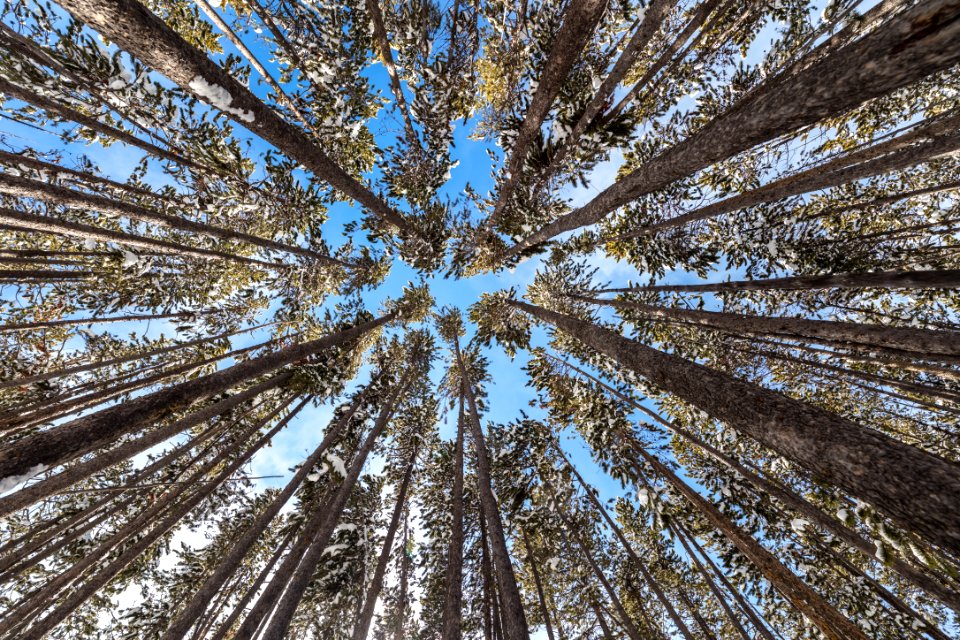 beautifuly day in the lodgepole forest