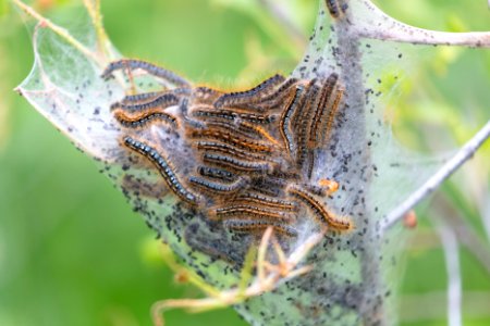 Western tent caterpillars (Malacosoma californicum) photo