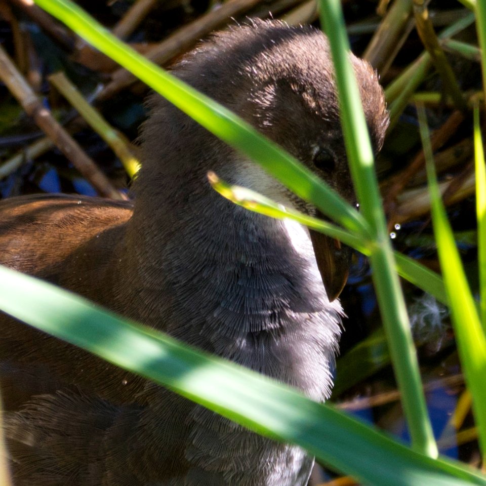immature moorhen reeds close up