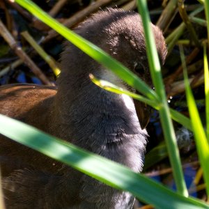 immature moorhen reeds close up