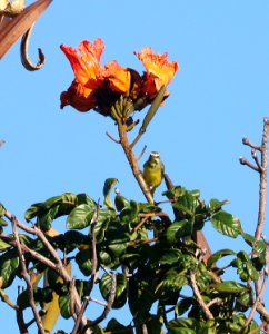 YELLOW-FRONTED CANARY (8-27-2017) keehi beach park, honolulu, oahu, hawaii -01