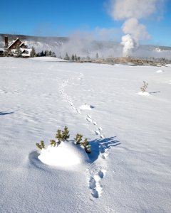 Wolf tracks at Old Faithful Geyser photo