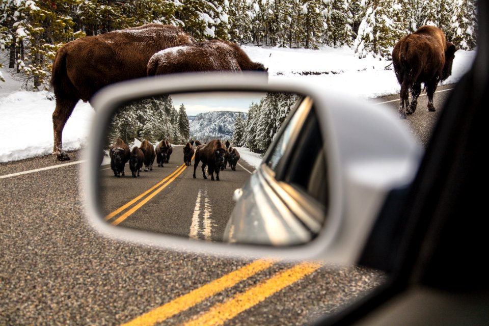 Bison jam near Madison Junction (3)