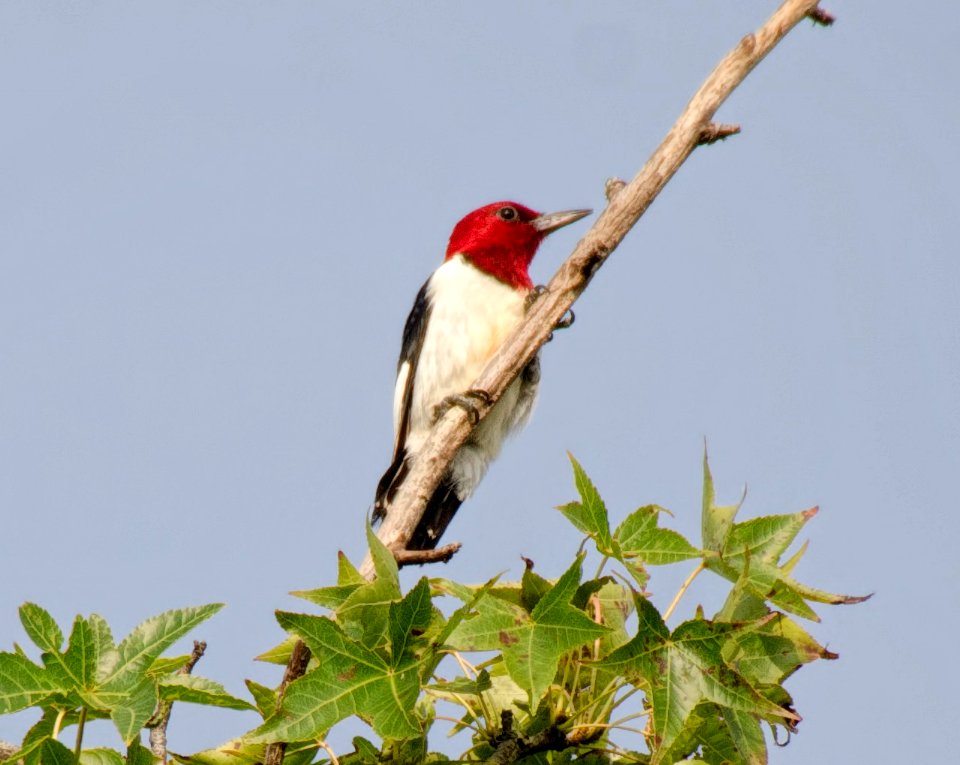 Red-Headed Woodpecker photo