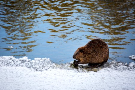 Beaver, Yellowstone River