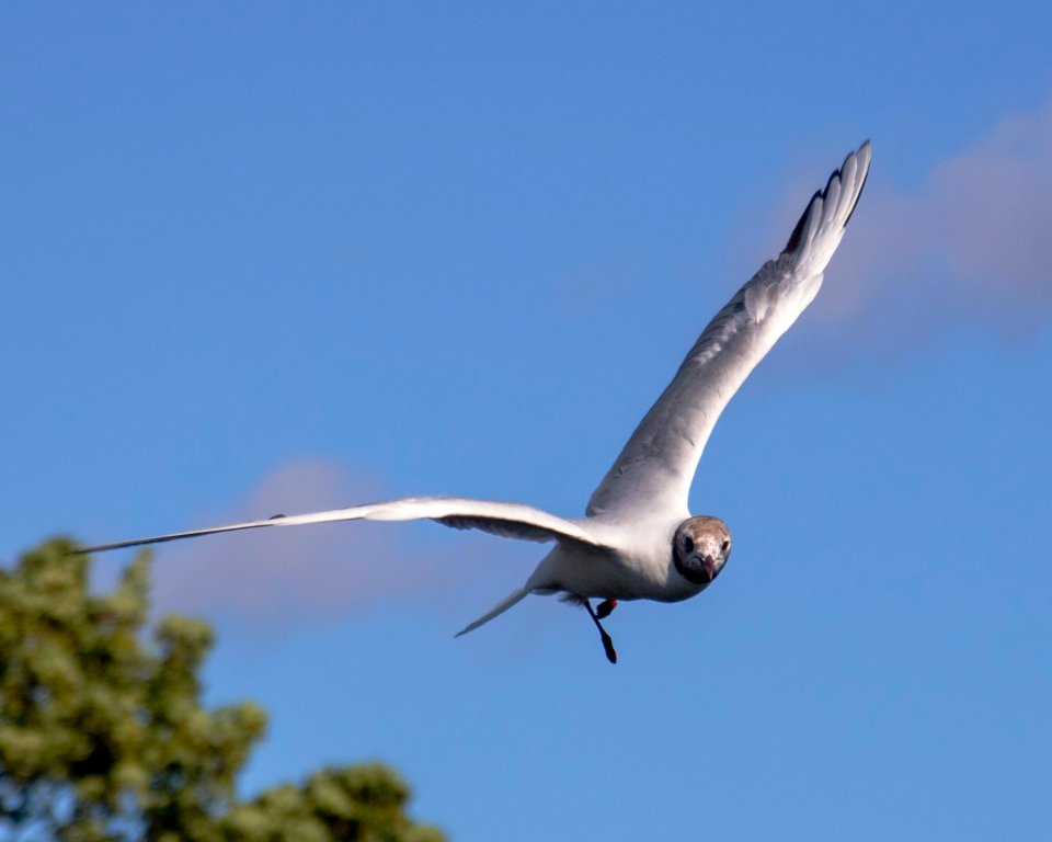old blackheaded gull 2