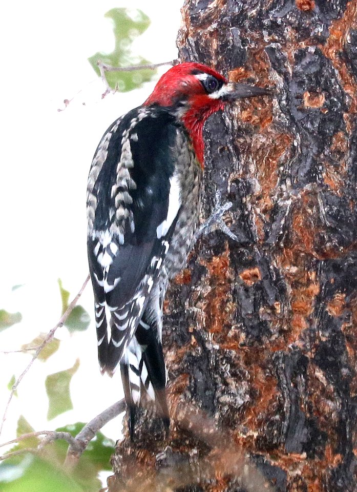 531 - RED-BREASTED SAPSUCKER (12-5-2017) blue haven road, patagonia, santa cruz co, az -04