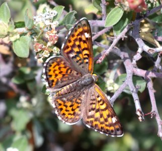 METALMARK, NAIS (Apodemia nais) (6-8-2020) incinerator ridge trail, catalina mts, pima co, az -01