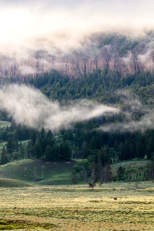 Lone bison on a foggy morning in Lamar Valley
