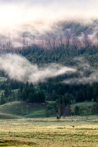 Lone bison on a foggy morning in Lamar Valley photo