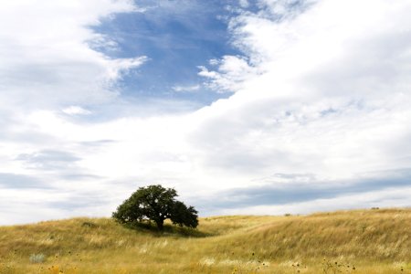 SAN RAFAEL VALLEY GRASSLANDS, SE of Patagonia, scc, az (9-27-10) - morning light -25 photo