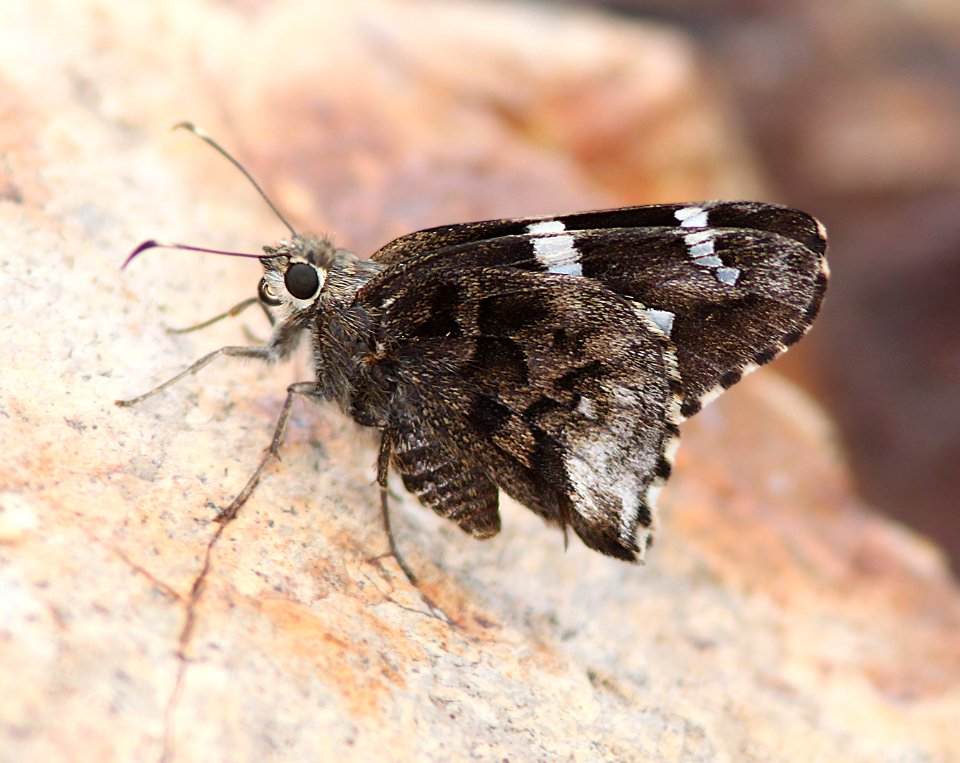 SKIPPER, ARIZONA (Codatractus arizonensis) (7-6-12) harshaw road, scc, az -01