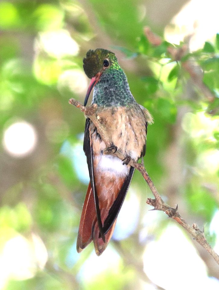 509 - BUFF-BELLIED HUMMINGBIRD (10-30-2020) bentsen state park, mission, hidalgo co, tx -01