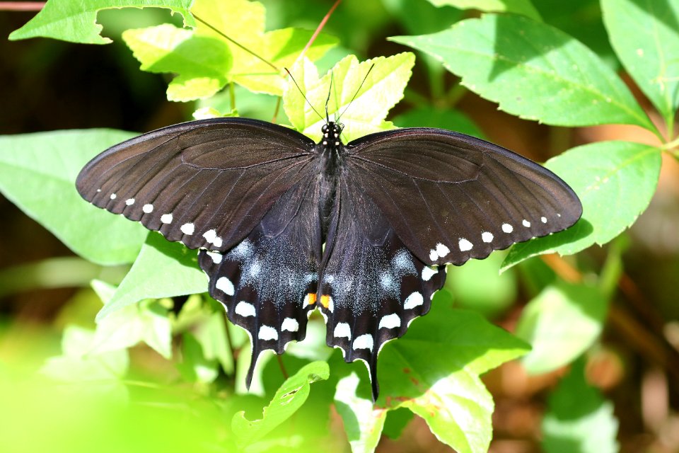 SWALLOWTAIL, SPICEBUSH (Papilio troilus) (6-6-2017) croatan nat forest, carteret co, nc -01