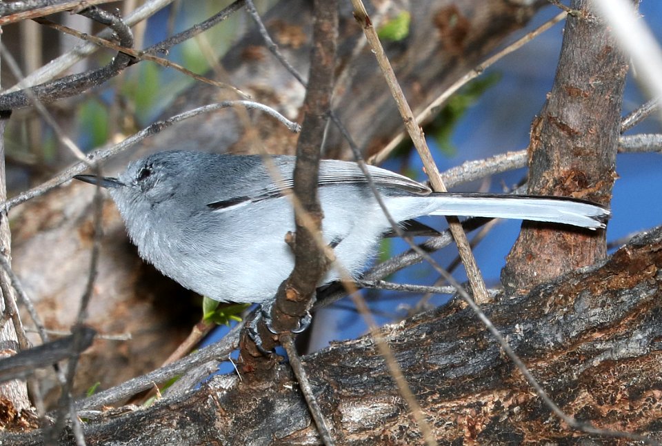704 - BLACK-CAPPED GNATCATCHER (2-25-2017) patagonia lake, santa cruz co, az -01