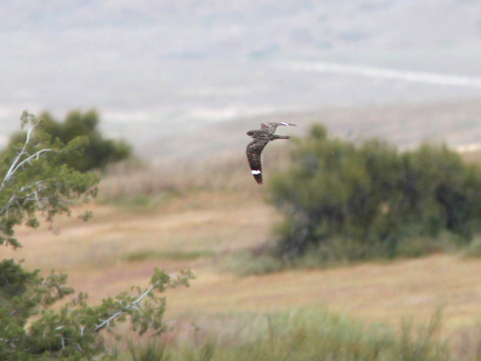 472 - LESSER NIGHTHAWK (4-22-10) porno wash, carrizo plain nat monslo co, ca (4)