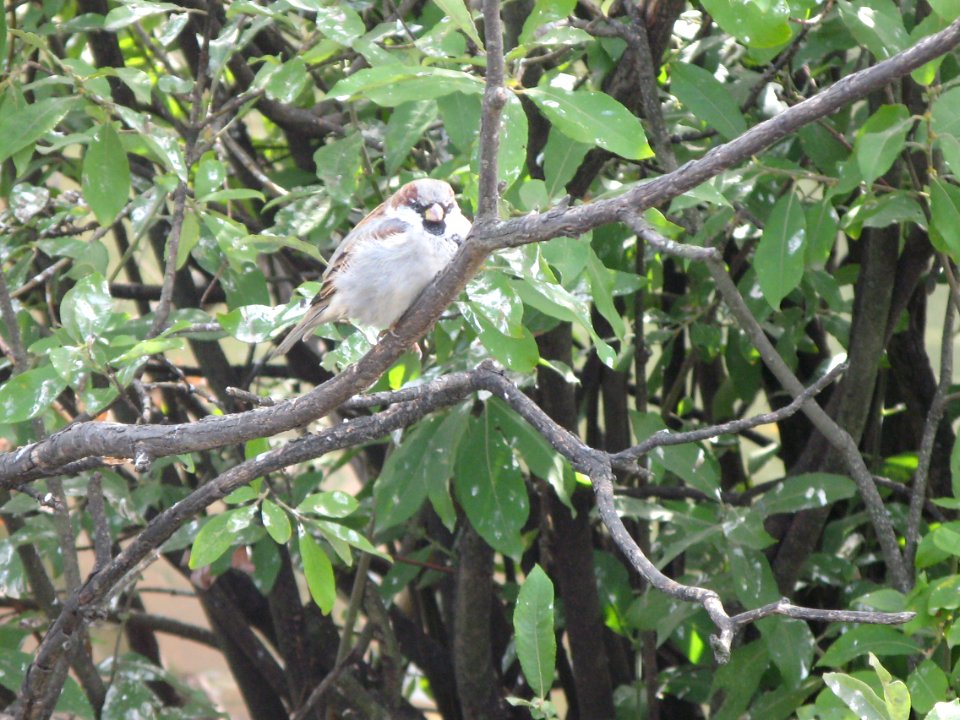 sparrrows