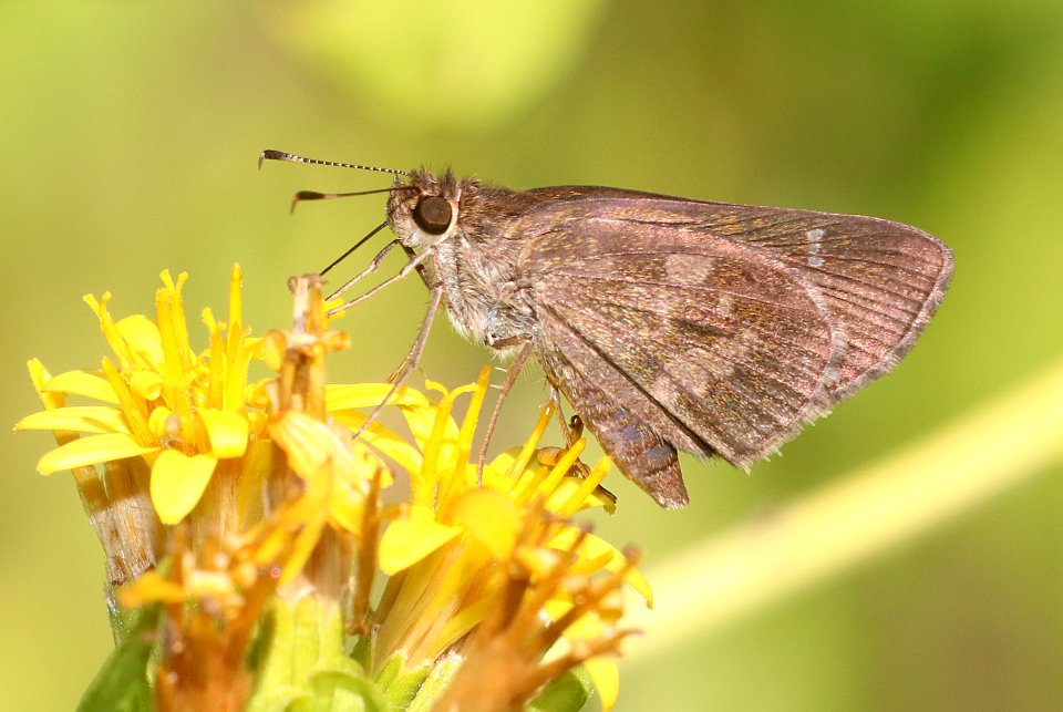 SKIPPER, FAWN-SPOTTED (Cymaenes odilia) (10-29-2020) hugh ramsey nature center, harlengen, cameron co, tx -01