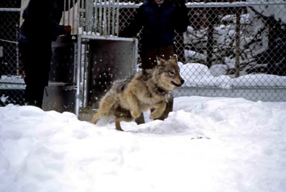 Releasing Sawtooth pup in Nez Perce pen