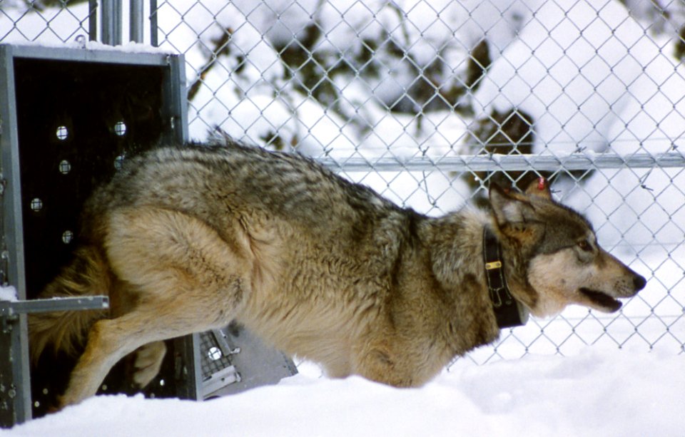 Wolf leaving shipping container in Rose Creek pen