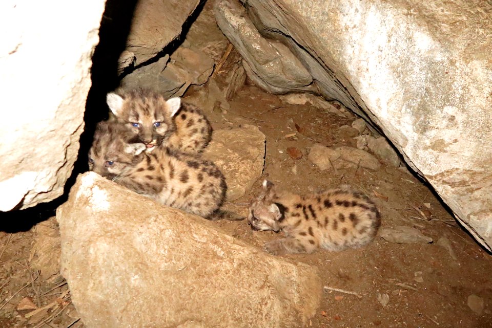 F202 cougar kittens in den