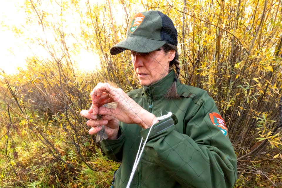 Yellowstone Bird Program (2): Biological Science Technician Mary Beth Albrechtsen takes a chipping sparrow out of the net