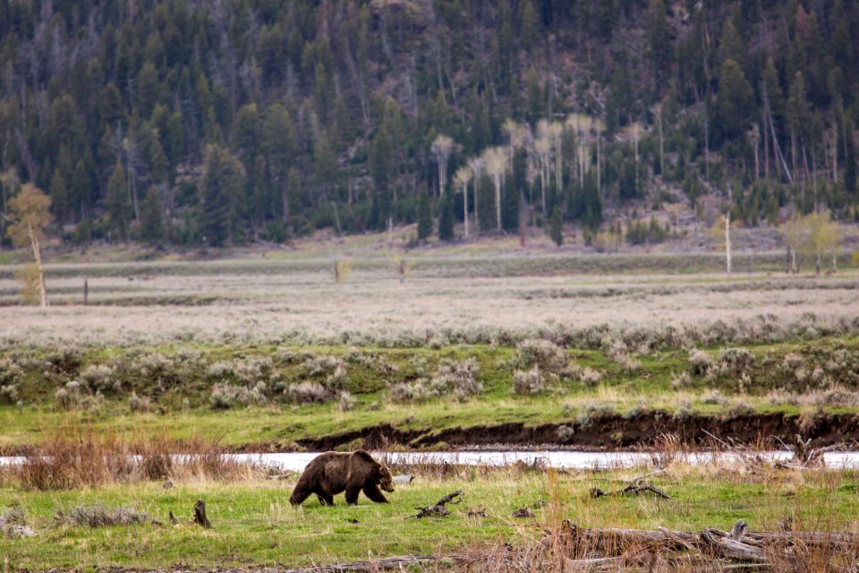 Grizzly bear #211 in Lamar Valley