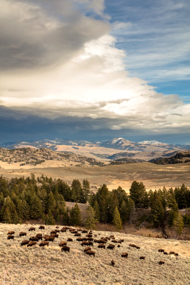 Bison Herd grazing as a storm rolls in (portait)