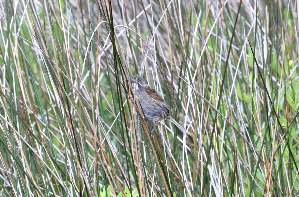 890 - SEASIDE SPARROW (6-7-2017) cedar island nat wildlife refuge, carteret co, nc -02