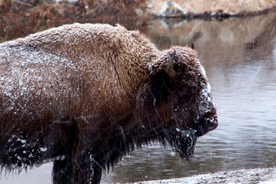 Bison