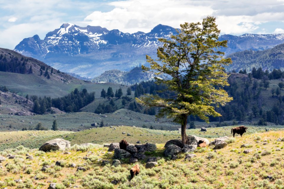 Bison and tree with Cutoff Mountain