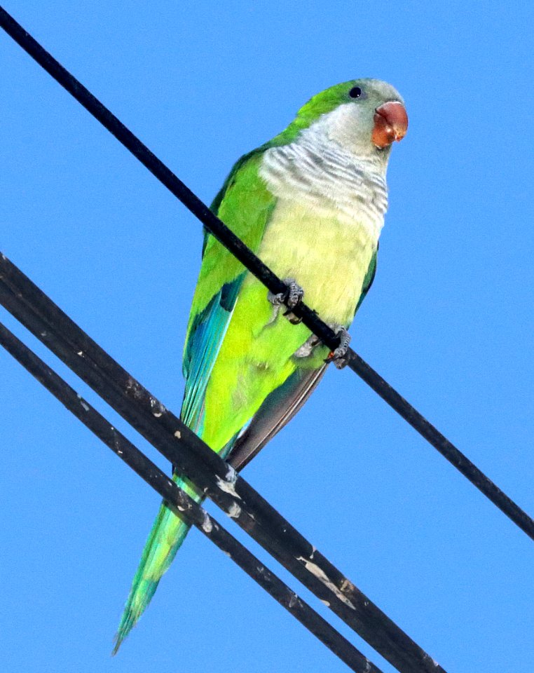559 - MONK PARAKEET (10-31-2020) hidalgo pump station, hidalgo, hidalgo co, tx -09