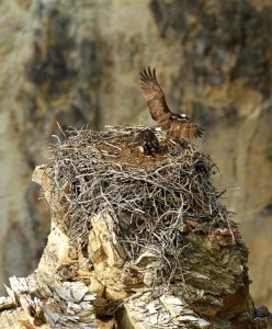 Adult osprey landing