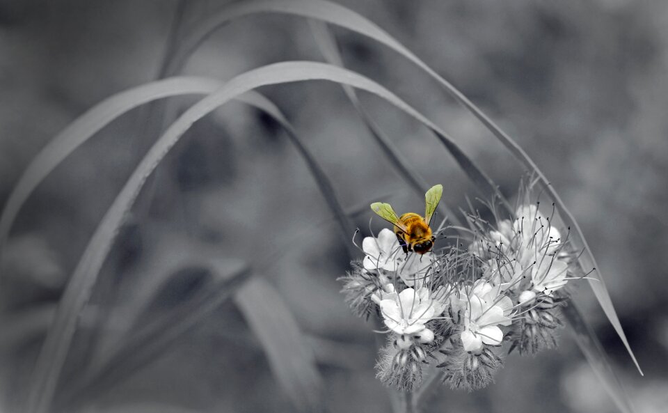 Plant close up white