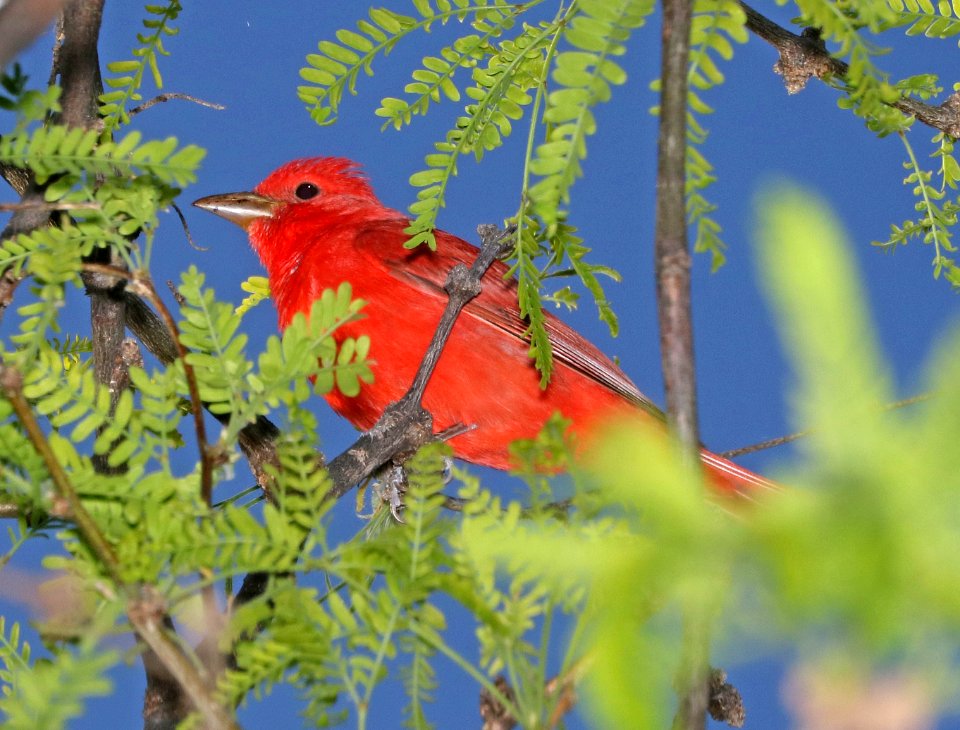 911 - SUMMER TANAGER (4-13-2017) patagonia lake, santa cruz co, az -02