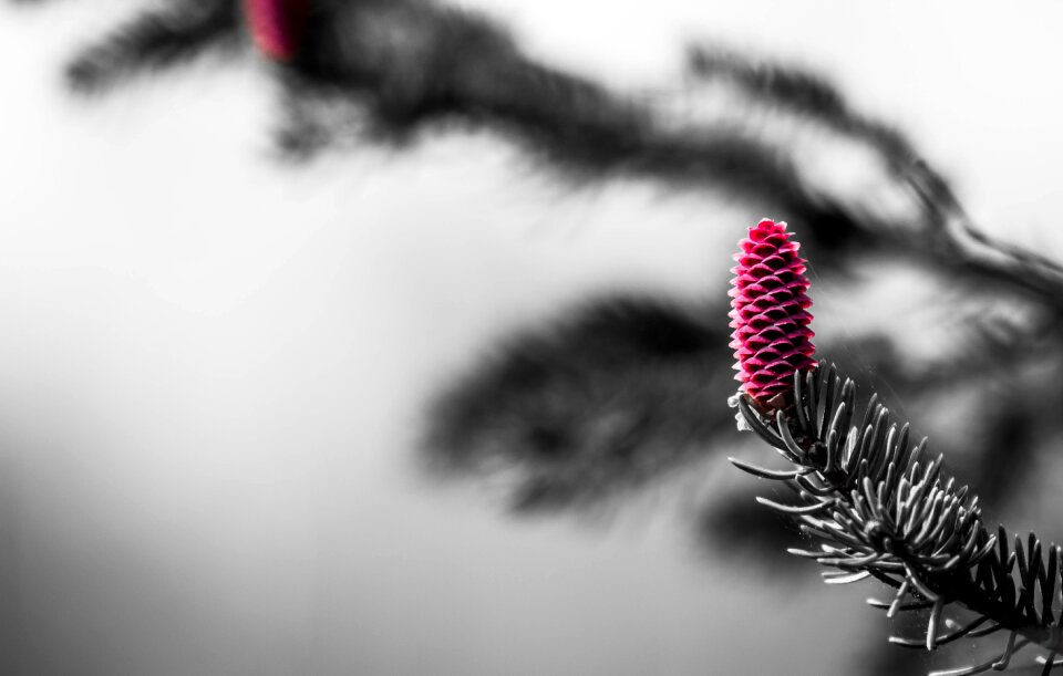 Pine tree leaf vegetable winter
