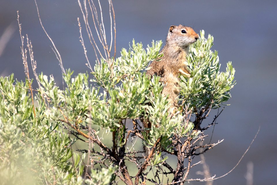 Uinta ground squirrel  perched in a sage bush
