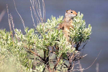 Uinta ground squirrel perched in a sage bush photo