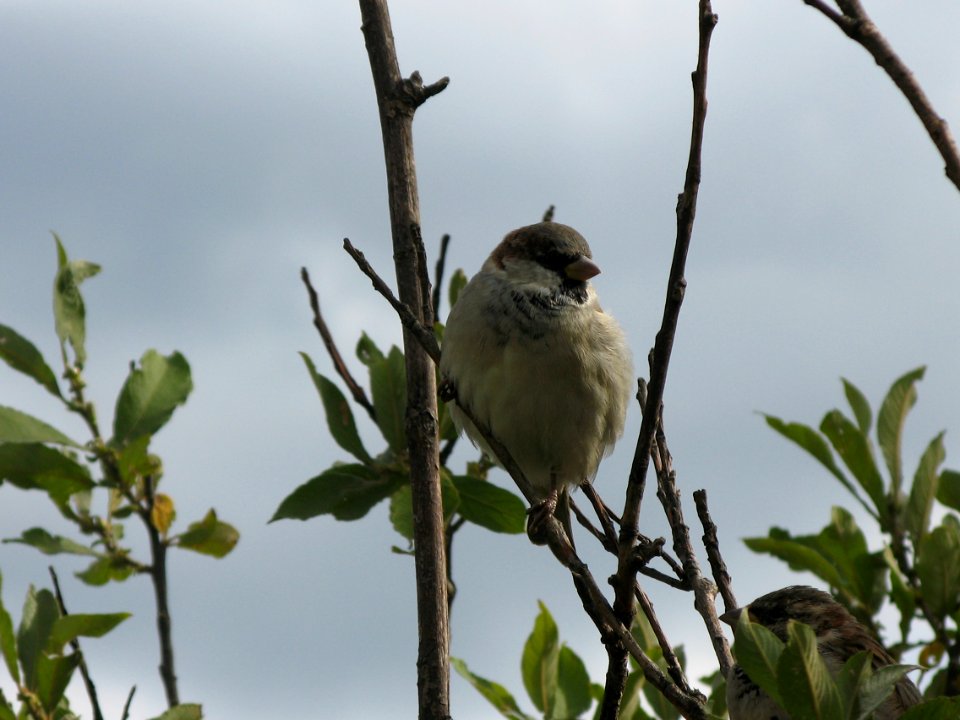 sparrrows